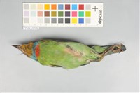 五色鳥藏品圖，第4張